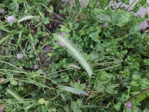 wall barley