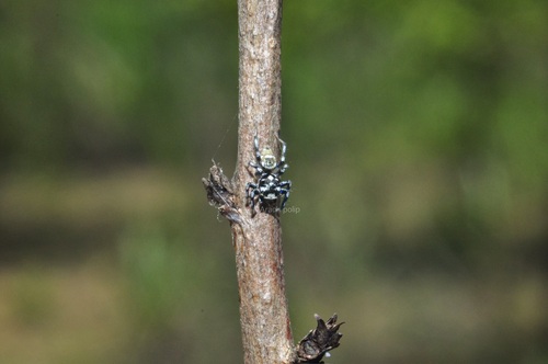 Phintella bifurcilinea