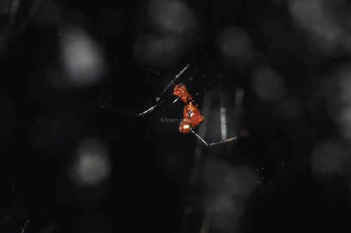 Famakytta flavescens