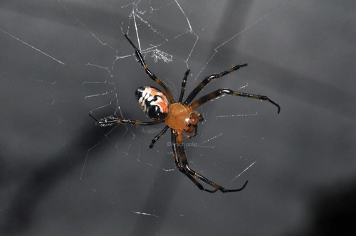 Orange-and-black Pear Spider