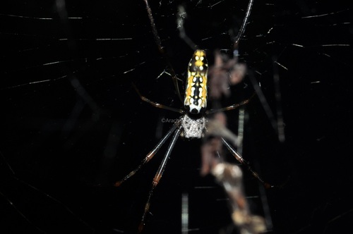 Batik Golden Web Spider