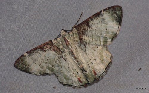 Pachyodes ornataria