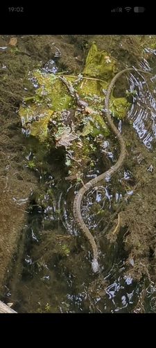 Barred Grass Snake