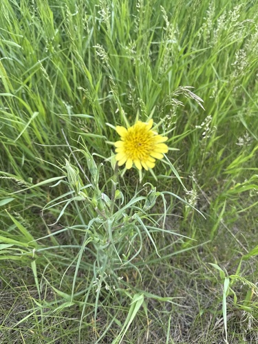 Yellow Salsify
