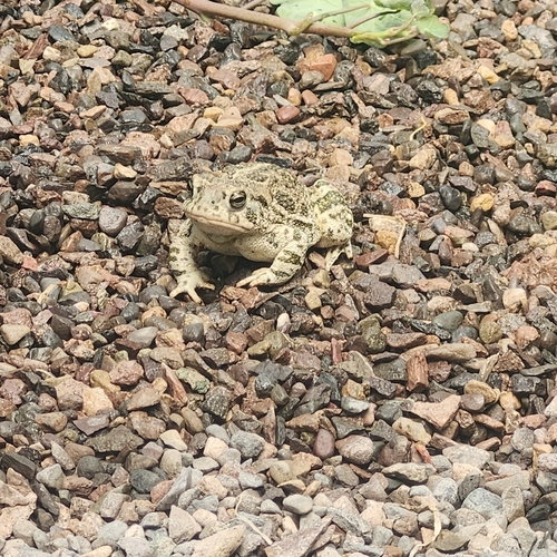 Great Plains Toad