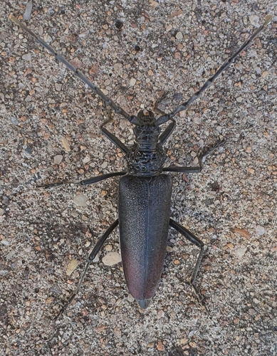 Great capricorn beetle