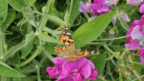 Painted Lady