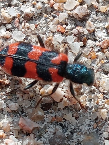 Bee-eating Beetle
