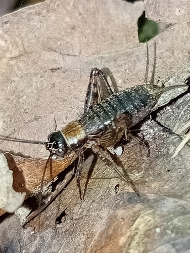 Wood Cricket