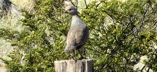 Scaled Quail