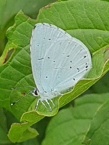 Holly Blue
