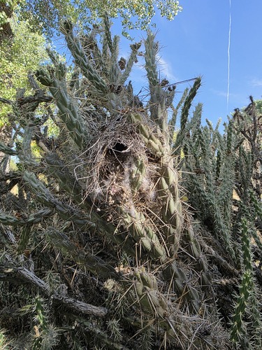 Verdin