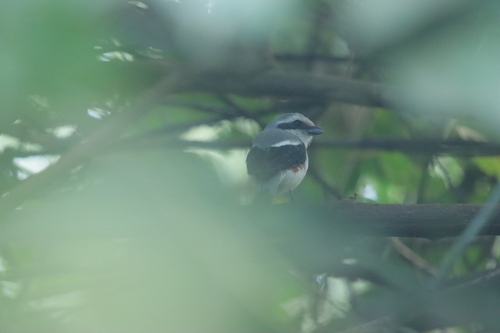 Mackinnon's Shrike
