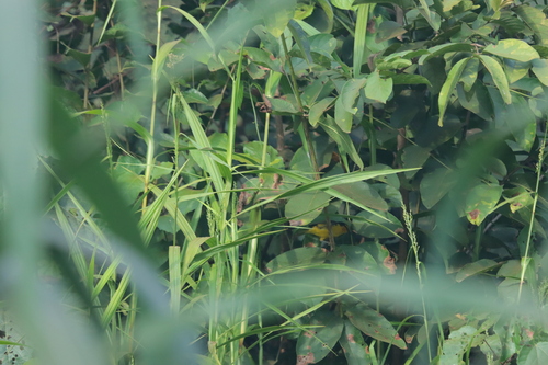 Black-necked Weaver