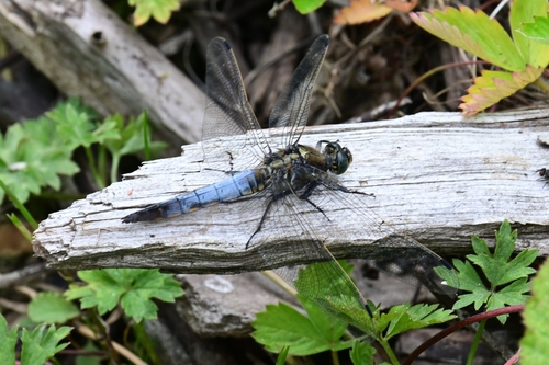 Black-tailed Skimmer