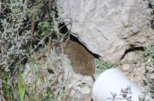 Rata Algodonera Crespa