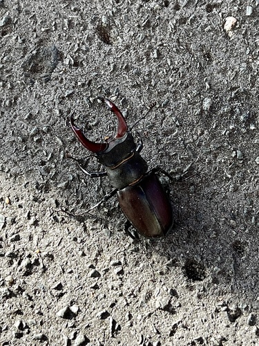 European Stag Beetle