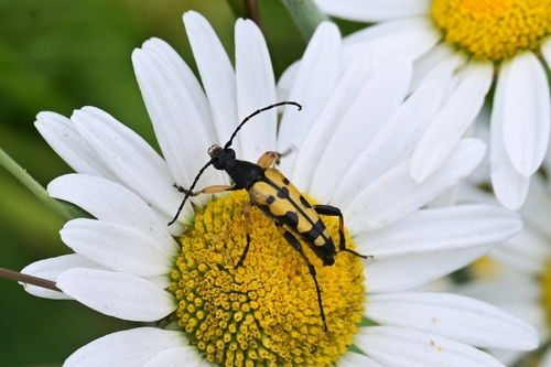 Spotted Longhorn Beetle