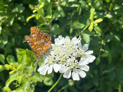 Scarce Fritillary