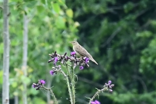 Common Grasshopper Warbler