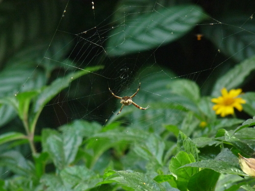 Silver Garden Orbweaver