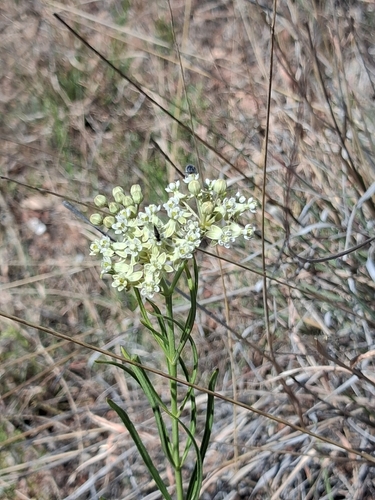 horsetail milkweed