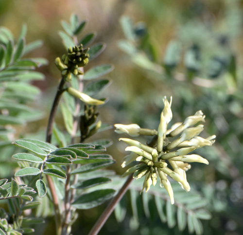 Astragalus oxyphysus A.Gray