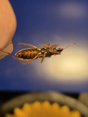 Rasahus biguttatus