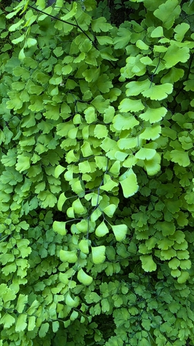 black maidenhair fern