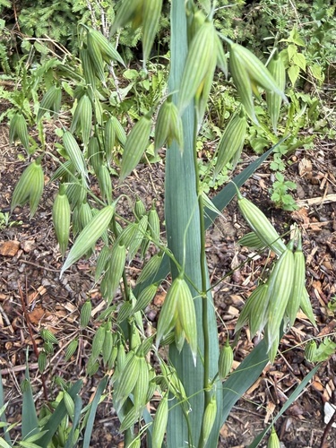 Common Oat