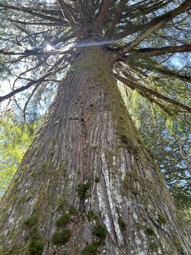 western redcedar