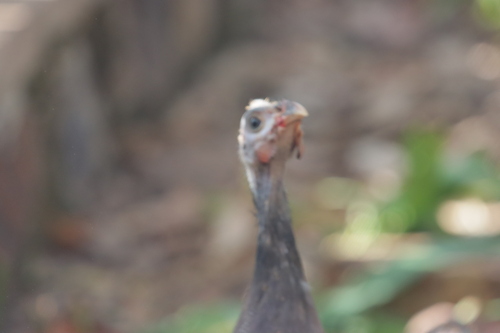 Saharan Helmeted Guineafowl