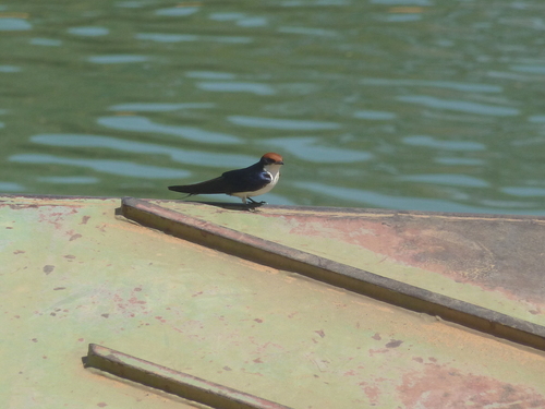 Wire-tailed Swallow