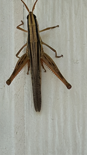 Two-striped Mermiria