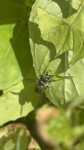 Flat-tailed Leafcutter Bee