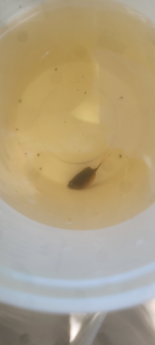Longtail Tadpole Shrimp