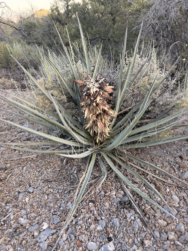 Banana Yucca