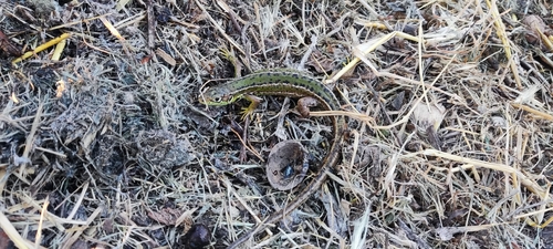 Western Green Lizard