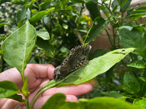 Carolina Sphinx