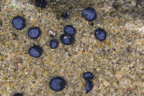 Sarcogyne pruinosa