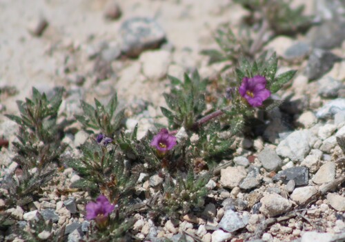 Tiquilia hispidissima