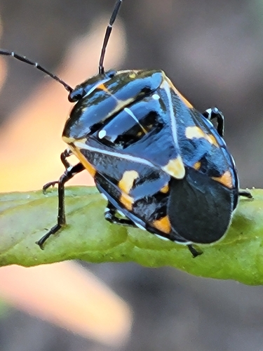 Harlequin Bug