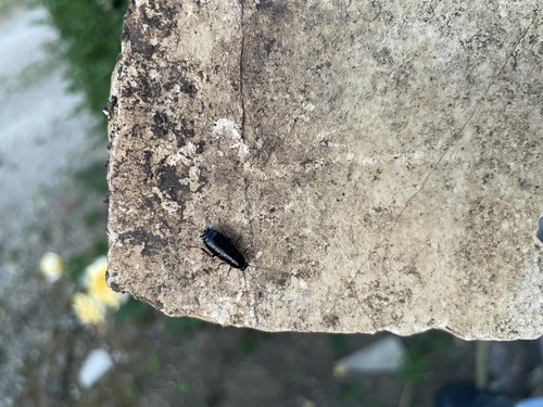 Loboptera canariensis