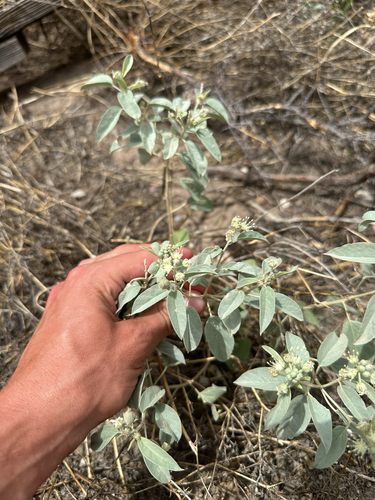 Leatherweed