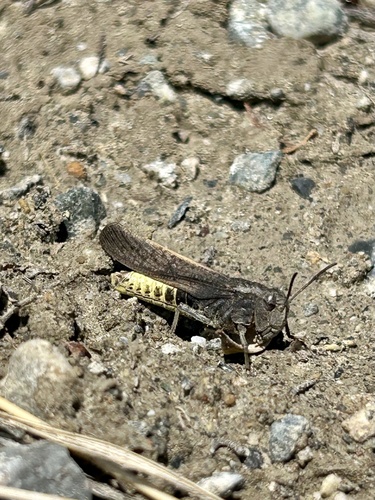 Speckle-winged Rangeland Grasshopper