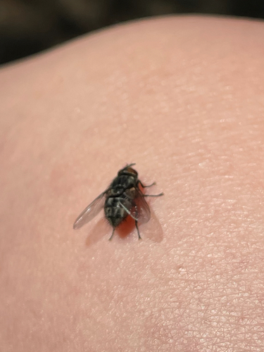 Stable Fly