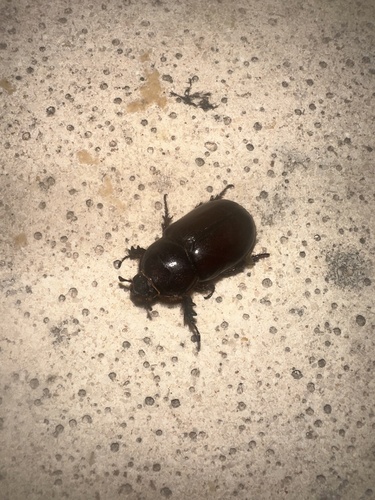 European Rhinoceros Beetle