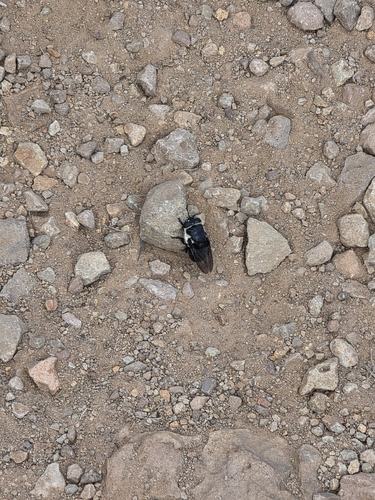 Mouse Bot Fly
