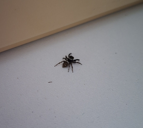 Adanson's House Jumper