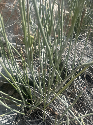 candelilla